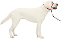 PetSafe Gentle Leader No Pull Dog Headcollar, Raspberry Pink by PetSafe