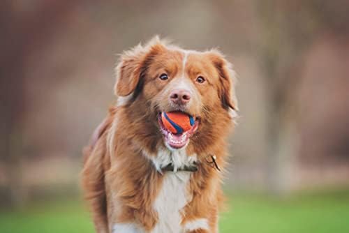 Chuckit! Ultra Ball Dog Toy - Image 6