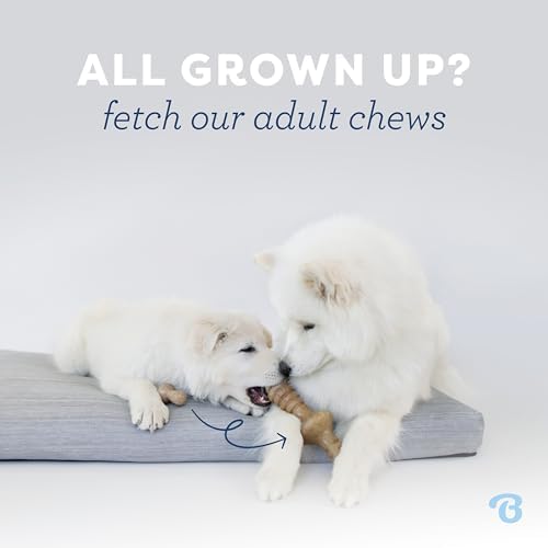 Benebone Puppy Maplestick Dog Chew Toy, Real Maple Wood - Image 5