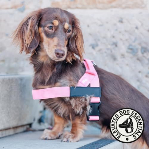 Dog Friendly Co. Dog Harness for Medium Sized Dogs - Image 5
