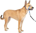 PetSafe Gentle Leader No Pull Dog Headcollar, Royal Blue by PetSafe