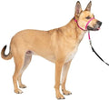 PetSafe Gentle Leader No Pull Dog Headcollar, Raspberry Pink by PetSafe
