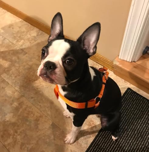 PUPTECK No Pull Dog Harness Medium Sized Step-in Adjustable Puppy Vest - Image 5