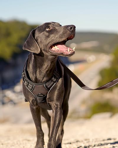 Joytale No Pull Dog Harness Medium Sized Dog, Front Clip - Image 6