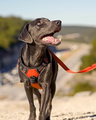 Joytale No Pull Dog Harness for Extra Large Dogs, Front Clip - Image 6