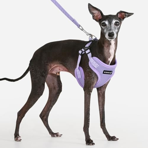 Puppia Comfort Dog Harness C Fashionable Mesh Spring Summer Harness - Image 4