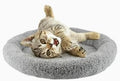 Round Cat Bed Washable Cat Donut Bed by BillionChains