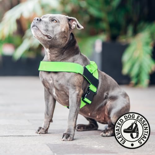 Dog Friendly Co. Dog Harness for Small Dogs - Image 5