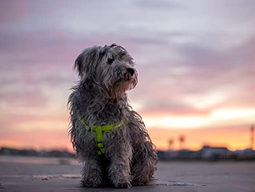 Reflective Adjustable Dog Step in Harness - Image 3