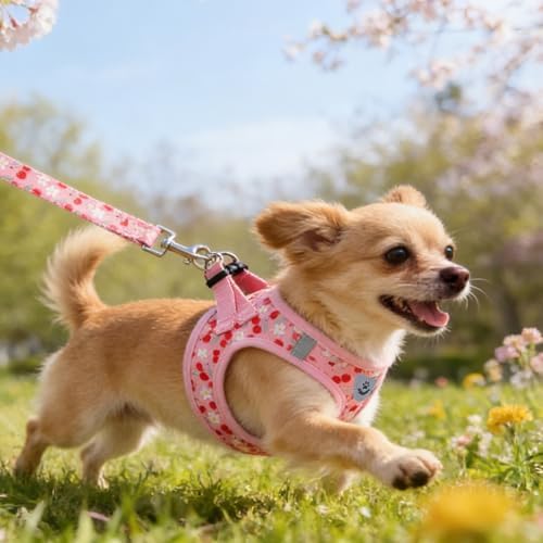 KOOLTAIL Dog Harness for Small Medium Dogs, Dog Harness and Leash Set, Step in - Image 3