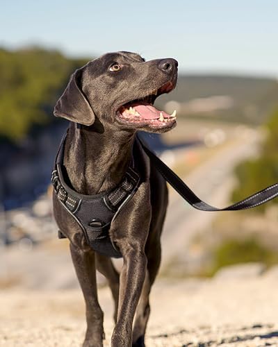 Joytale No Pull Dog Harness for Extra Large Dogs, Front Clip - Image 6