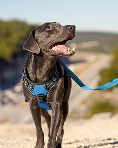 Joytale No Pull Dog Harness Medium Sized Dog, Front Clip, Sky Blue - Image 6