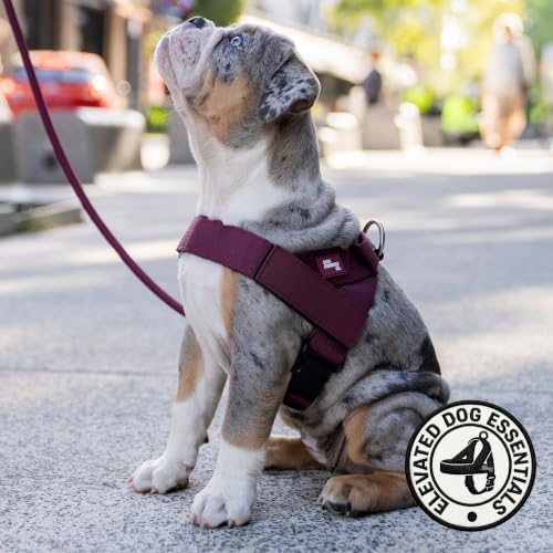 Dog Friendly Co. Dog Harness for Small Dogs - Image 6