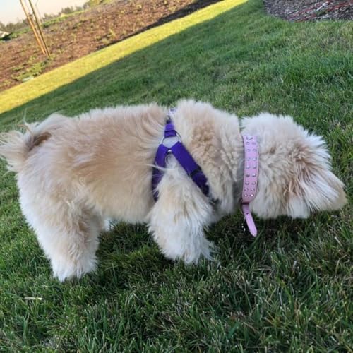 PUPTECK No Pull Dog Harness Medium Sized Step-in Adjustable Puppy Vest - Image 5