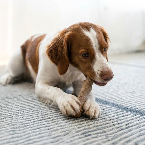 Pupstages Dogwood Stick Dog Chew Toy, Made in USA - Image 5