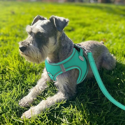 Joytale Step-in Dog Harness, Soft Breathable Mesh, Teal L - Image 2