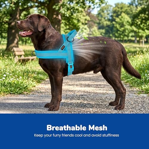 Didog No Pull Dog Harness for Large Dogs, Breathable Mesh Padded - Image 2