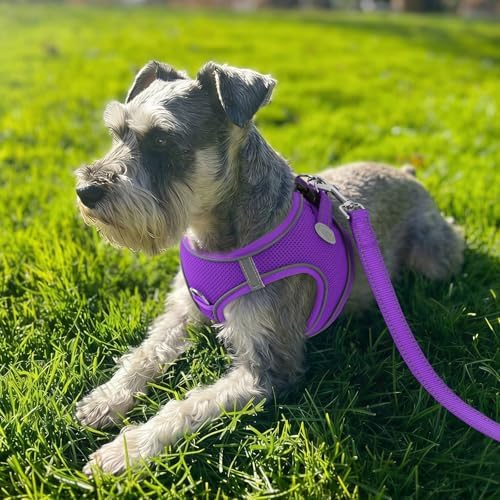 Joytale Step-in Dog Harness, Soft Breathable Mesh - Image 2
