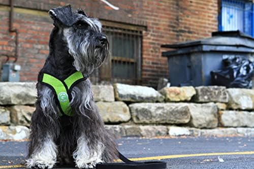 Gooby Comfort X Head-in Dog Harness, Choke-Free - Image 3