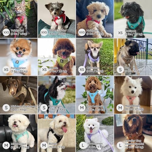 BELLA & PAL Small Dog Harness, Animal Harness - Image 4