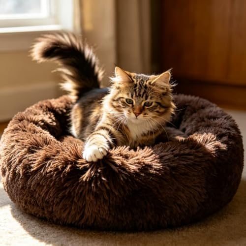 Cat Beds for Indoor Cats by Unknown