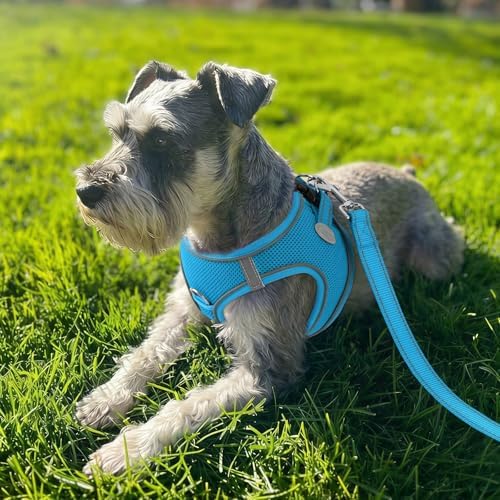 Joytale Step-in Dog Harness, Soft Breathable Mesh, Sky Blue XL - Image 2
