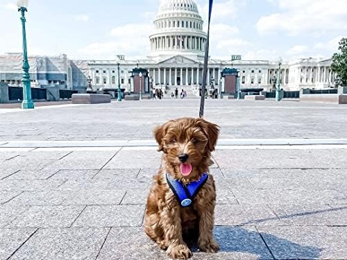Gooby Comfort X Head-in Dog Harness, Choke-Free - Image 2