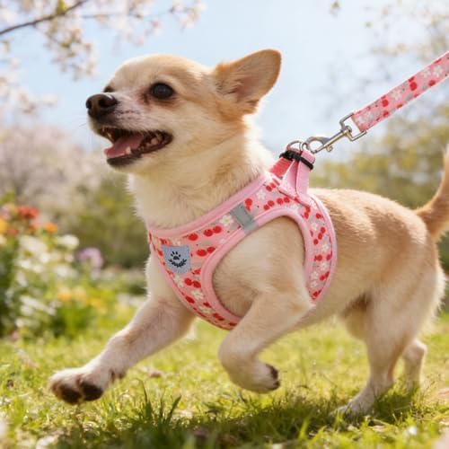 KOOLTAIL Dog Harness for Small Medium Dogs, Dog Harness and Leash Set, Step in - Image 2