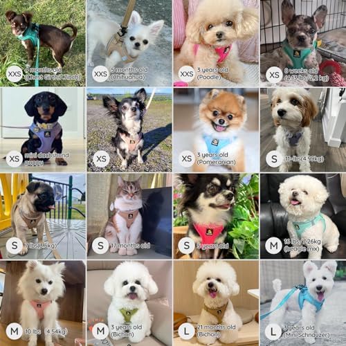 BELLA & PAL Small Dog Harness - Image 5