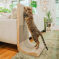 Necoichi Cardboard Cat Scratcher Wall by NECOICHI