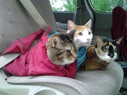 Cat-in-the-Bag Acci-Don'ts Cat Pee Pad | Pack of 4 Absorbent Adhesive - Image 2