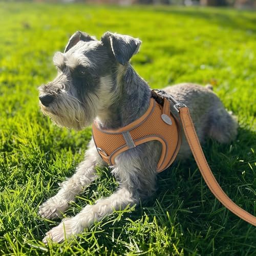 Joytale Step-in Dog Harness, Soft Breathable Mesh - Image 2