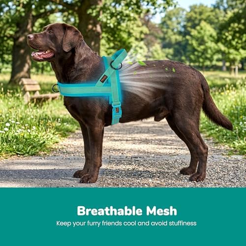Didog No Pull Dog Harness for Large Dogs, Breathable Mesh Padded - Image 2
