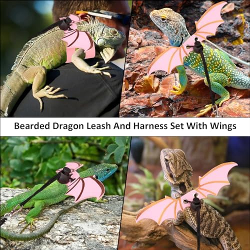 Bearded Dragon Carriers and Leather Leash - Image 5