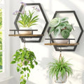 LASZOLA Plant Picture Frame Holder Shelf Wall Window Indoor by LASZOLA