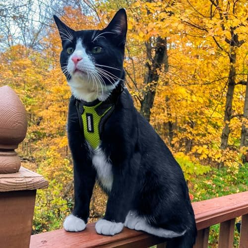 Voyager Step-in Lock Cat Harness & Leash Set - Image 6