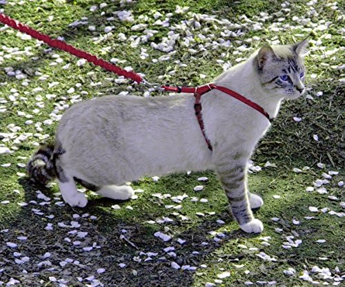 PetSafe Come With Me Kitty Harness and Bungee Leash, Harness - Image 2