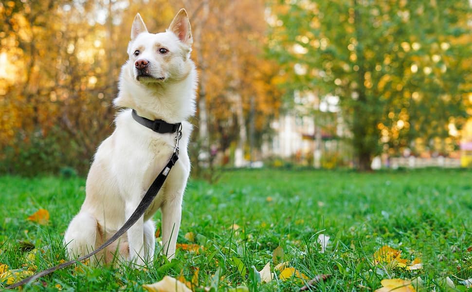 6 FT Reflective Dog Leash for Medium Dogs - Image 2