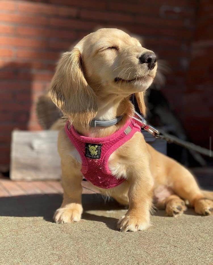 EcoBark Pink XXXS Dog Harness, Soft Mesh No Pull Mini Body Halter - Image 7