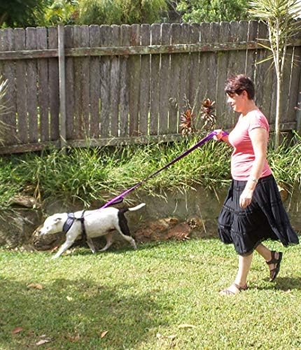 Primal Pet Gear Dog Leash 6ft Long, Traffic Padded Two Handle, Heavy Duty - Image 4